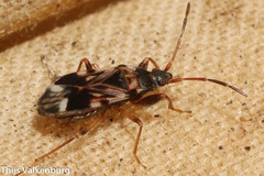 Scolopostethus