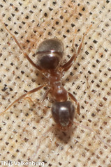 Lasius