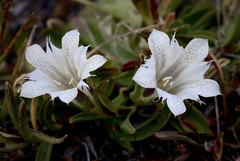 Gentiana newberryi tiogana