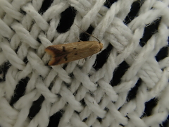 Tachystola hemisema