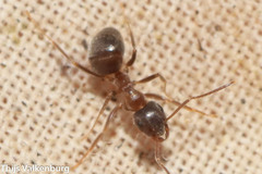 Lasius