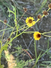 Helenium elegans