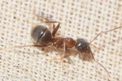 Lasius