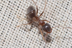 Lasius
