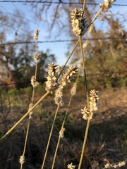Froelichia floridana
