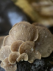 Panellus stipticus