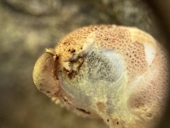 Pseudoboletus parasiticus