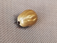 Ixodidae