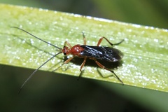 Aleiodes politiceps