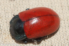 Melasomoptera
