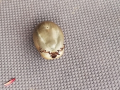 Ixodidae