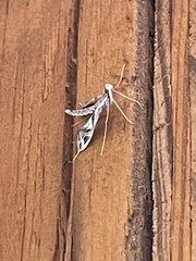 Lineodes integra