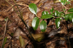 Casearia multinervosa