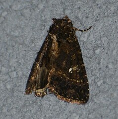 Condica albigera
