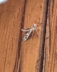 Lineodes integra