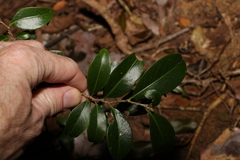 Casearia multinervosa