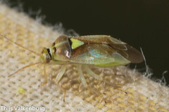 Orthops campestris