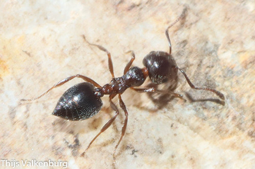 阿氏举腹蚁Crematogaster auberti