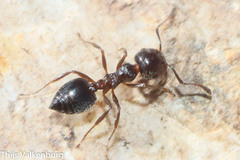 Crematogaster auberti
