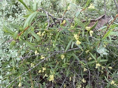 Pimelea microcephala