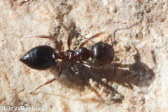 Crematogaster auberti
