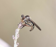 Nicocles politus