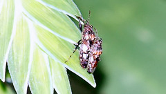 Phlegyas abbreviatus