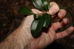 Casearia multinervosa