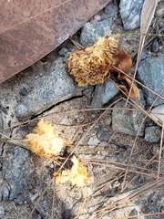 Calyptorhynchus lathami