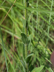Carphephorus tomentosus