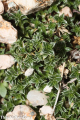 Arenaria querioides