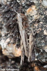 Omocestus panteli