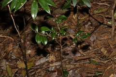 Casearia multinervosa