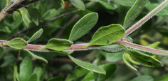 Menodora tehuacana