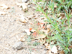 Penstemon rostriflorus