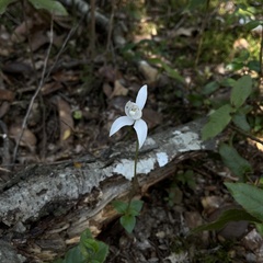 Codonorchis lessonii