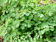 Thalictrum fendleri