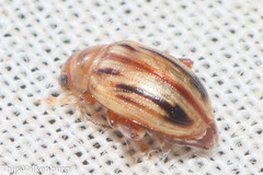 Arrhenocoela lineata