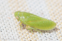 Tettigometra
