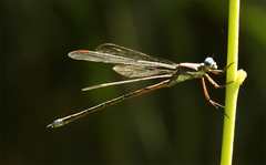 Archilestes californicus