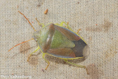 Piezodorus lituratus