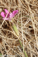 Dianthus lusitanus