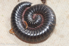 Ommatoiulus moreleti