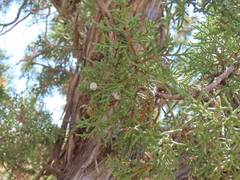 Juniperus osteosperma
