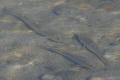 Fundulus heteroclitus