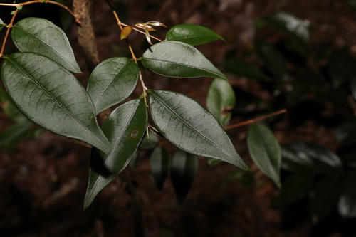 Image of Decaspermum humile by (c) Greg Tasney, some rights reserved (CC BY-SA)