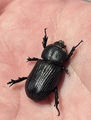 Hemiphileurus illatus