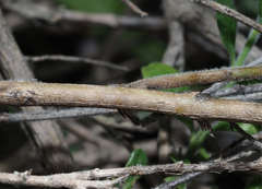 Menodora tehuacana