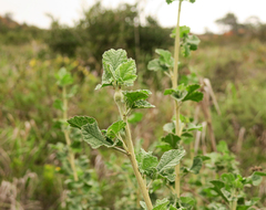 Malacothamnus fasciculatus