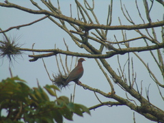 Patagioenas flavirostris